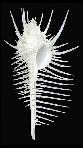 The Artistry of Murex Shells: Nature's Most Beautiful Creations