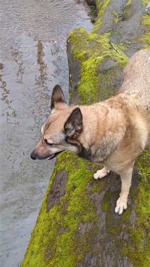 Suri❤️🐕‍🦺 klettert auf Bäume 🤣👍💯