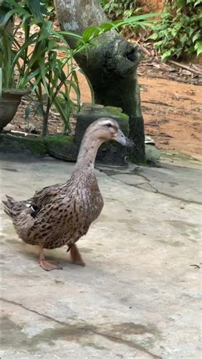 Không Tin Được Con Vịt Biết Làm Thế Này! #dance #funny #techno #capuchinoassassino