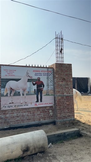 ANMOLSTUDFARM_SANGHUDHAUN | 💥Stallion-Azaad Singh💥 Hight-67+ onscale Age-50 months Sire-Govinda Gsire-Prince dod Mother by samundar 64inch | Instagram