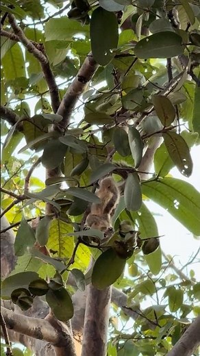 A squirrel enjoying nature’s treat on the Arjun (Terminalia arjuna) tree, balance in every bite🐿️✨