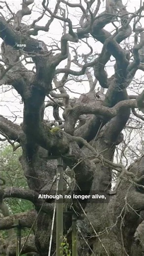 Tree where Robin Hood was rumored to hideout has died