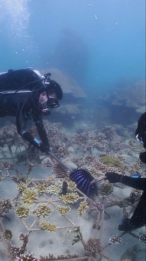 5K views · 14K reactions | Crown-of-thorns starfish are striking, but...