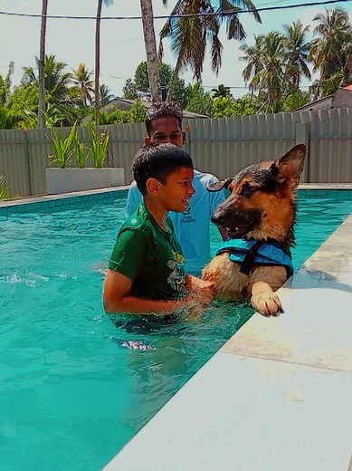 pool time at paw paradise 🐕🐕🐶 #paw #pawparadise #paradise #pool #fyp #dogs #new #dog #trending #foryou #netflix #1m