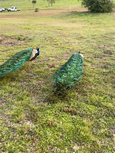 Sarah Todd Masterchef on Reels