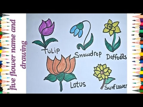 5 flowers drawing|draw and name 5 flowers|flowers ke naam aur drawing