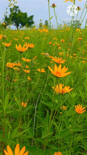 False Sunflower / Heliopsis helianthoides / beautiful natural flowers #shorts #flowers #nature