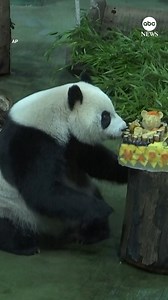 PANDA PARTY: The first giant panda born in Taiwan celebrated her 10th birthday with an ice birthday cake and hundreds of visitors as party guests. https://trib.al/a5Mlh4p | ABC News