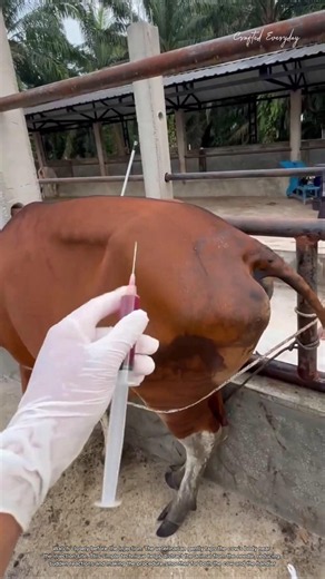 Why Veterinarians Tap a Cow Before Giving an Injection #rurallife #livestocklife #farm