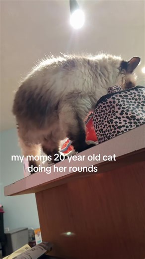 Heartwarming Story of a 20-Year-Old Senior Cat