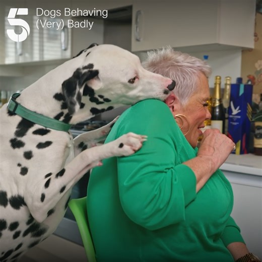 71K views · 350 reactions | Where to start with doggie sign language? ✋ Graeme has a huge task on his hands to teach deaf Dalmatian Horace a new trick   Dogs Behaving (Very) Badly, Tuesday 8pm | Channel 5 | Facebook