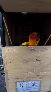 “Heaps of eggs from our Sun Conure aviary! Our regimen and supplements are clearly working wonders.” | Myko's Aviary