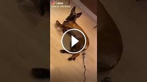 Chien qui pète dans un micro et regardez sa réaction