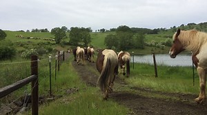 As promised, here's the video from yesterday. The Big Herd went out to pasture on the hill. They'll be grazing up there until early May when we'll bring them back down for foot trimming. Happy horses! Edited to add: 109 horses in this herd currently. You can meet ALL of them at our Open House on May 21st! Edited to ALSO add: If you have questions, feel free to message the page. :-) | Duchess Sanctuary