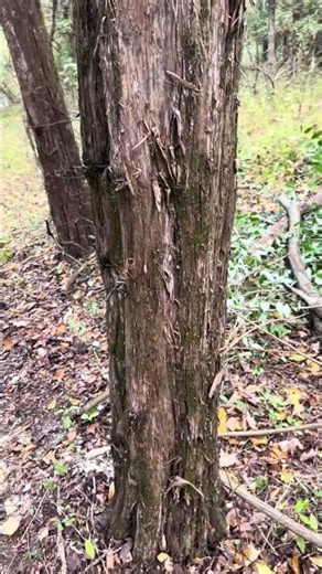 Flat-sided cedars: Nature’s response to fencing #weird #tree #fencing #farm #farming