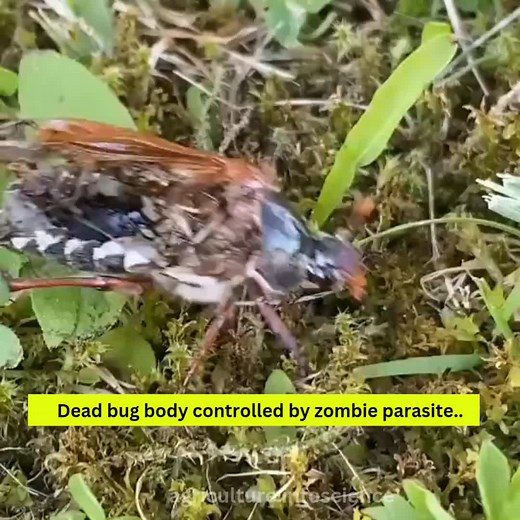 Parasitic fungus: Massospora #entomology #insectology #agriculture