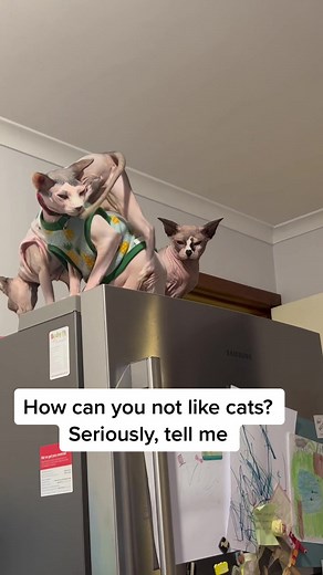 maggie_the_sphynx on TikTok