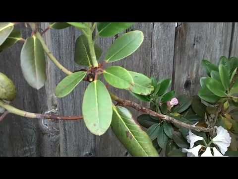 Grooming Rhododendrons