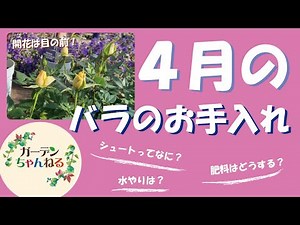 We'll explain how to care for your roses in April!