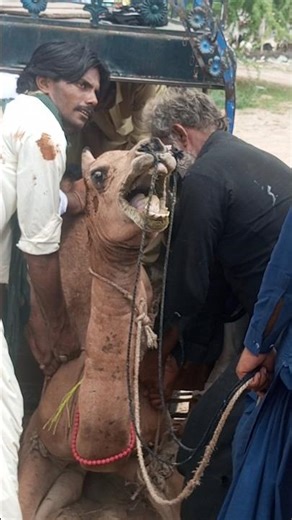 Camel Screams So Loud, Whole Market Turns! 😂🐪