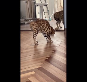 Cat Paralyzed Upon Seeing His Reflection