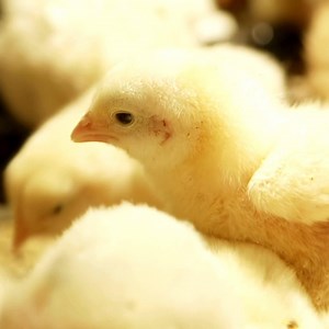 2.2K views · 33 reactions |  Chicks are here!  We have around 23,000 chicks coming in this week, between all our stores over the next few days! We’re super excited for them (and ALL of you) as they find their new homes. This may sound like a lot of chicks, but they won’t last long. At C-A-L Ranch, we are committed to keep bringing chicks in as long as we can. Check which breeds are coming to your local store at CALRanch.com/breeds-by-state. | C-A-L Ranch Stores | Facebook