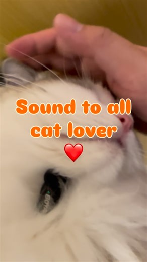 Purring, video, Fluffy Friends on Instagram: "Snuggle time with Mallow is my daily dose of therapy😻 In this video, I give him a hug , and he responds with endless purrs that melt away all my stress. Did you know a cat’s purr vibrates at frequencies known to promote healing and relaxation? ⬇️ Follow @mallowofsmile for daily purring healing vibes and share to anyone you love❤️😍💕 • • • #CatPurring #HealingPurrs #CatHugs #CuteCats #PetTherapy #purrs #purring #cats #cats_of_in