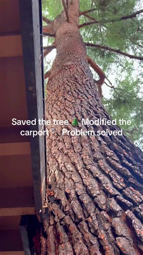 Pine Tree Preservation with Carport Modification