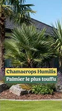 Chamaerops humilis: the most opaque, hardy palm