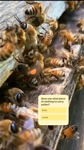 Bee trivia question of the day #bees #clothing #shorts #foryou #fypシ #youtubeshorts #fyp