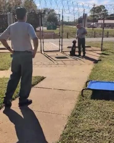 8K views · 17 reactions | Catawba County Animal Services on Reels | Facebook