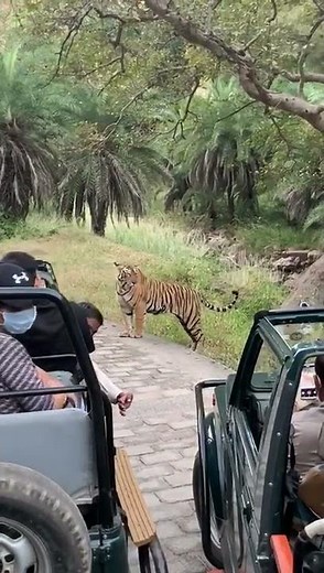 Angry Royal Bengal Tiger Attacks Safari Bus in India