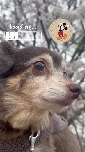 【らいとくん🐶14歳】お気に入り写真で擬人化イラスト作ってみたよ🌸