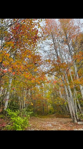 28 reactions | Visit Tellico Plains, TN on Reels | Facebook