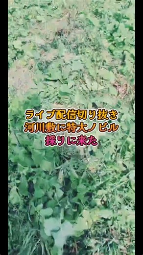 野生の初老(山菜 キノコ 植物 生物 魚 貝) on Instagram: "特大ノビル祭り #山菜 #野草 #河川敷 #ノビル #野生の輪"