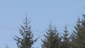 3.2K views · 134 reactions | Sandhill Cranes are headed north! See and hear a large flock that flew over our Bartlett Cove headquarters last Friday. #GlacierBay #SandhillCranes NPS Video: Dozens of sandhill cranes fly overhead, first in a v-like formation, then in a group of over 100. Finally, they are seen circling and gaining altitude. | Glacier Bay National Park and Preserve | Facebook