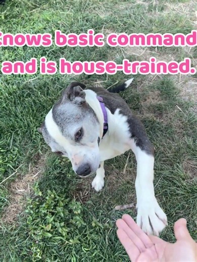 Adopt Eleventh Hour Rescue's Mother Hubbard