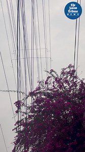 17K views · 381 reactions | Only a day after IQAir labels Guwahati as the second most polluted city, Guwahatians rejoice as a much-needed downpour reduces dust and air-pollution in the city. Nature presents the best possible gift for the city-dwellers on World Happiness Day. How are you enjoying today’s weather? We paired the day up with some steaming hot ‘Gaakhir Saah’ and ‘Puri-Sobji’. #TheAssamTribune #Reels #guwahatirain | The Assam Tribune | Facebook