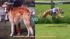 Borzoi vs. Whippet: A Comparison of Graceful Dog Breeds
