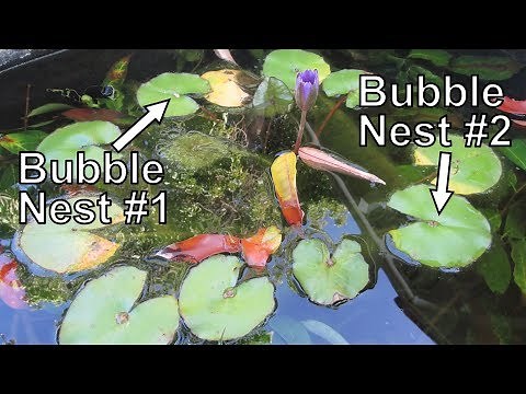 Planting Water Lilies with No Soil or Fertilizer and Reasons Why