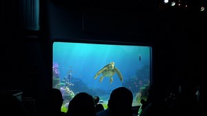 This is your sign to go to Turtle Talk with Crush 👀🐢🪸 | Mickey Visit Secrets