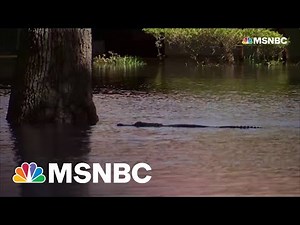 Reporter Points Out Alligator In Orlando Floodwaters Following Hurricane Ian