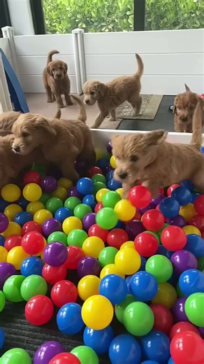 Puppy ball pit! #shorts