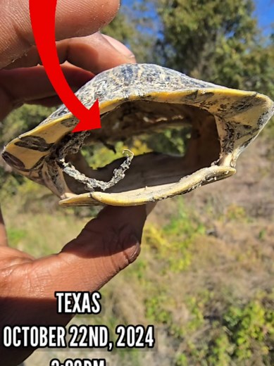 Understanding Turtles Without Shells: A Unique Insight