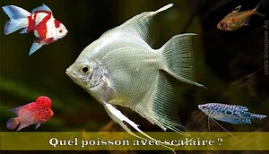Quelle espèces de poissons mettre avec le Scalaire?