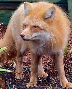 28K views · 638 reactions | CAN YOU DIG IT⁉️⁉️⁉️力Three beautiful...