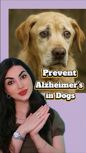 How to Treat DOG Dementia!