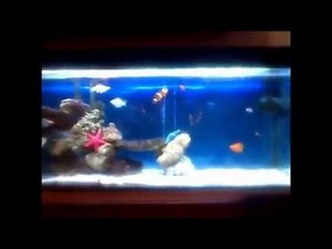 Arius Seemani (Mini Hai)