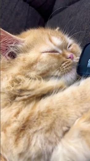 Cute Cat Snoring ASMR | Relaxing Sleep Sounds 🐱