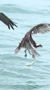 2.7M views · 10K reactions | Watching these pelicans, attempt Kleptoparatism never gets old but once this pelican got a good look at the Osprey’s massive, floppy dangler, it decided it was best to abort the mission. That floppy dangler by the way, is an invasive lizard fish. Good job Osprey. Glad I’m not a fish. | Mark Smith Photography | Facebook